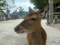Miyajima
